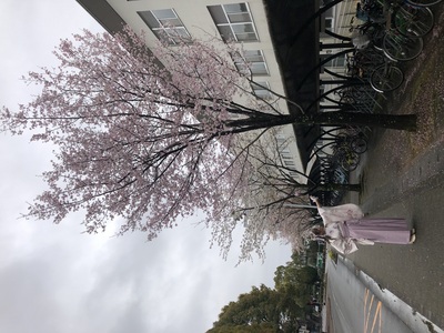 桜の妖精