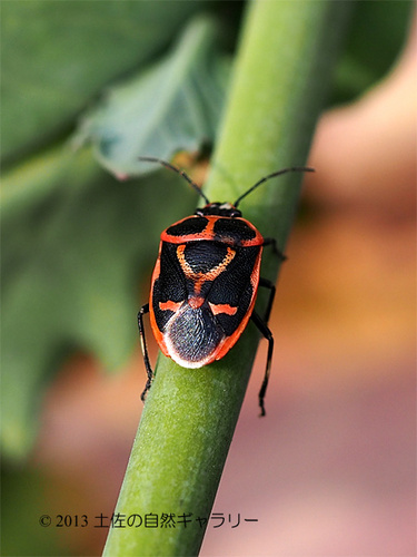 国立大学法人　高知大学理工学部岡本　達哉研究室