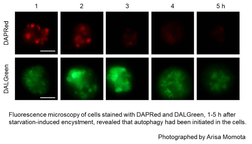 国立大学法人　高知大学理工学部動物生理学研究室