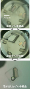 研究テーマ1