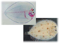 海洋生物学1