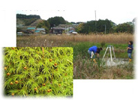 分類・生態学