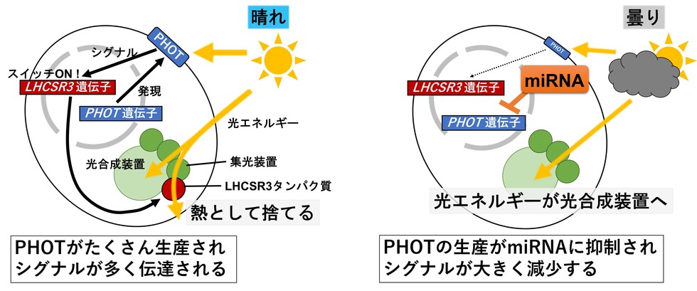 miRNA-PHOT