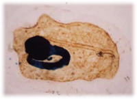 細胞分子工学研究