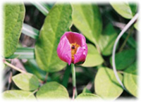 種子植物の分類