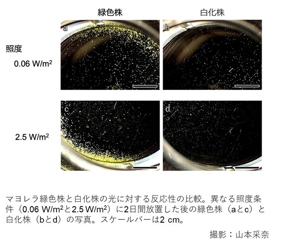 国立大学法人　高知大学理工学部動物生理学研究室