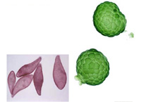 細胞・機能生物学