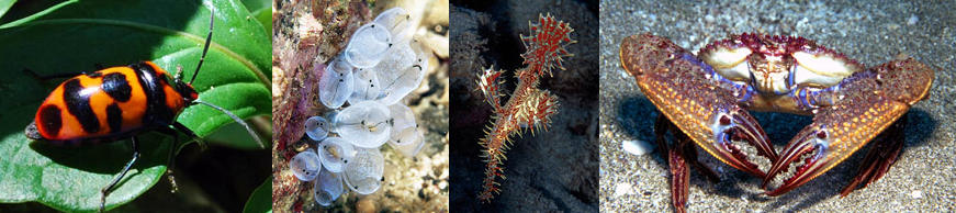 土佐生物学会のトップページ
